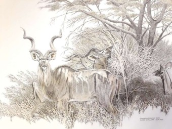2011  Kudu Print